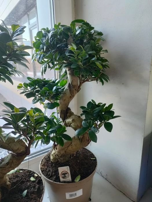 Бонсай дерево миллионера