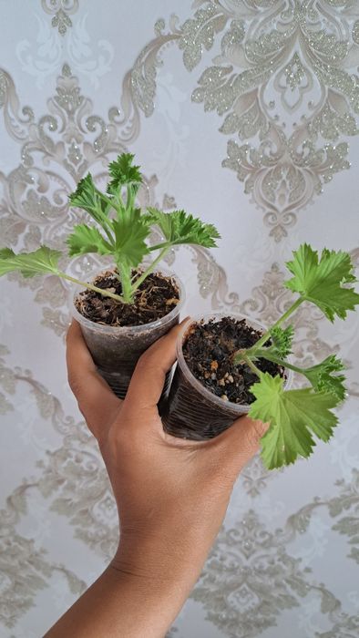 Комнатные растения