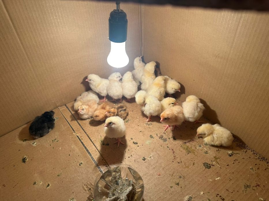 Сүйкімді балапандар