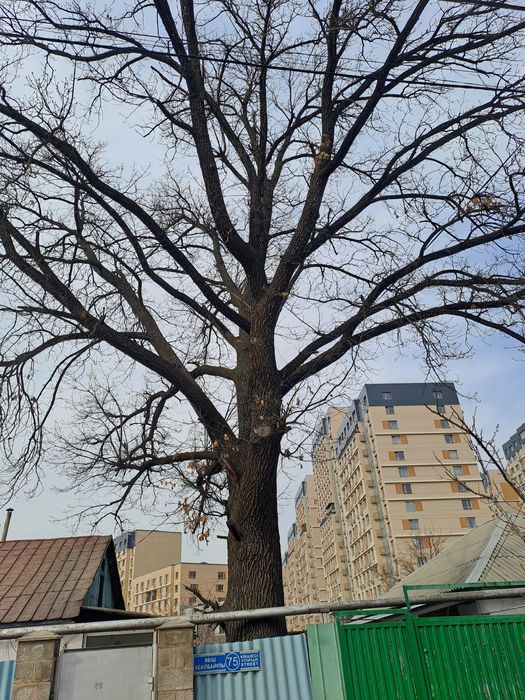 Продам дерево Дуб,  Недорого