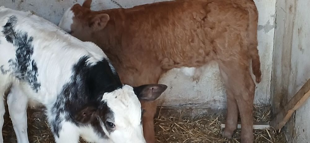 Vitei dela  3  saptamani-3 luni