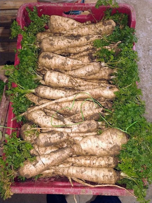 Pătrunjel rădăcină