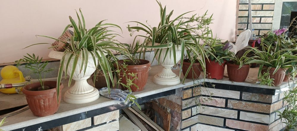 Гуллар сотилади хар хил размерда ва Хар турда