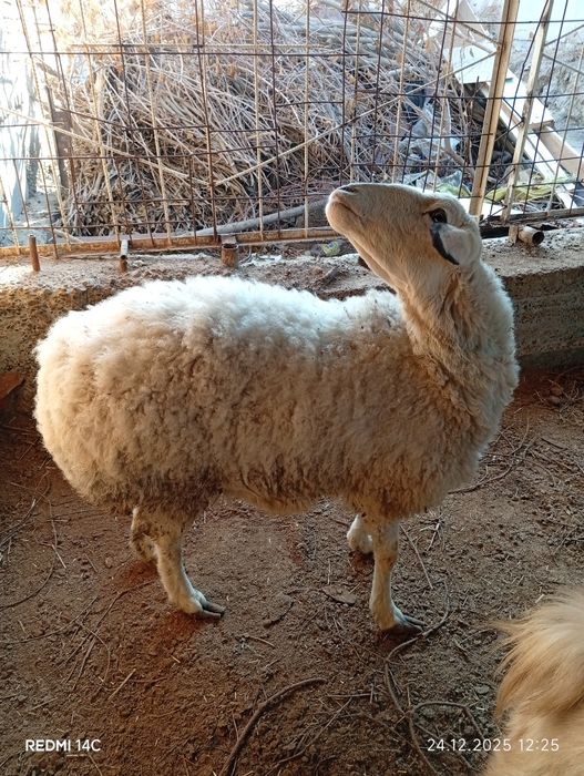 Бугоз экиззой куй сотилади тезда семиз соглом чиройли хонаки сифатли !