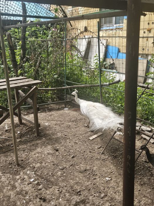 Продам белого павлина