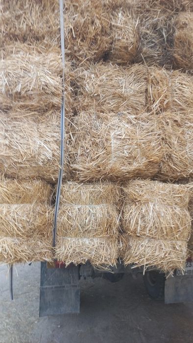 Клевер 2косс, Салома, Сено.