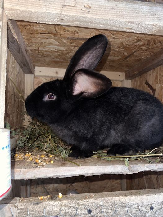 Iepuroaica metisi uriasi german