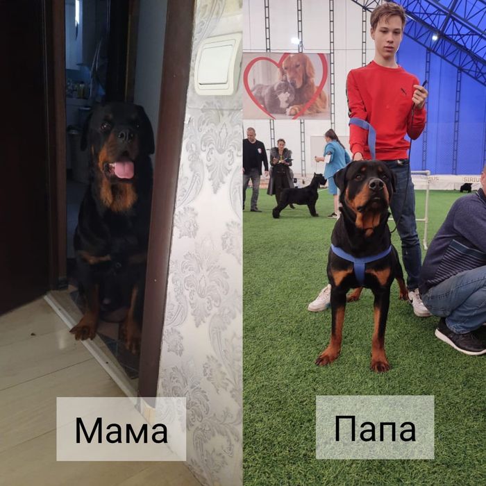 Щенки ротвейлера.