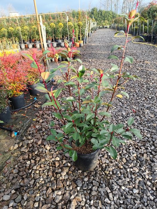 Pepiniera proprie plante ornamentale