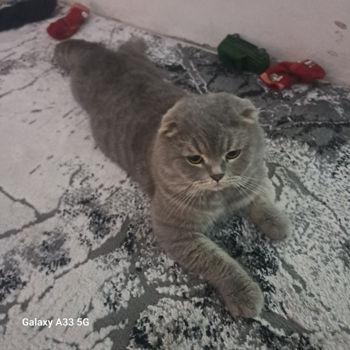 СОТИЛАДИ. 100$ келишамиз