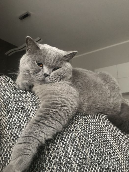британская короткошерстная