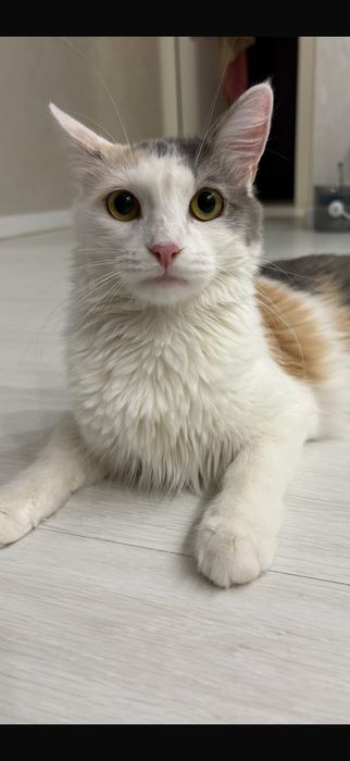 Отдадим кошку в хорошие руки