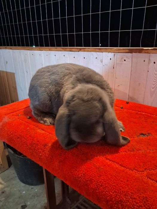 Vând Mascul berbec german Albastru