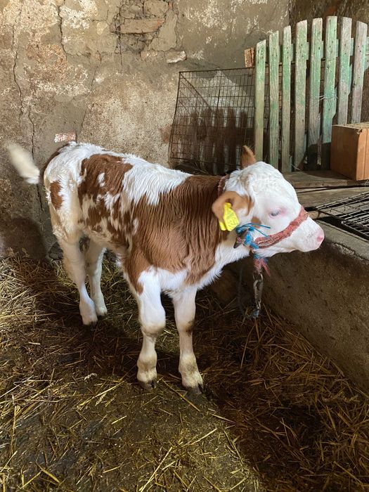 Vaca cu vițel    De vânzare