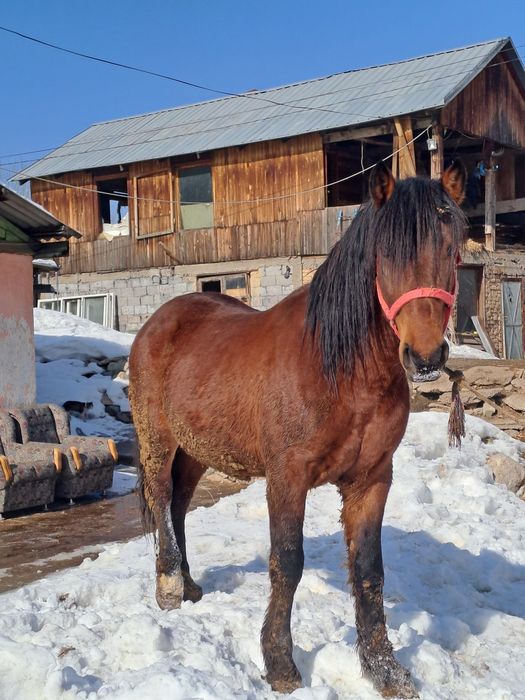Продаю шикарныйх жеребцов