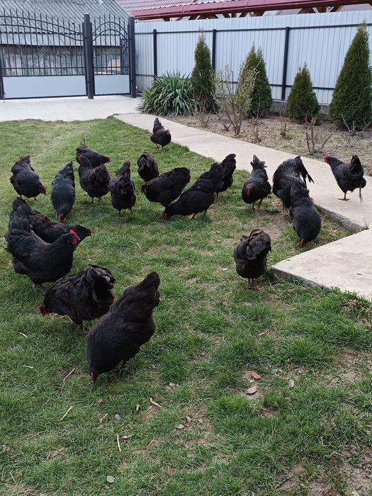 Ouă de australorp negru
