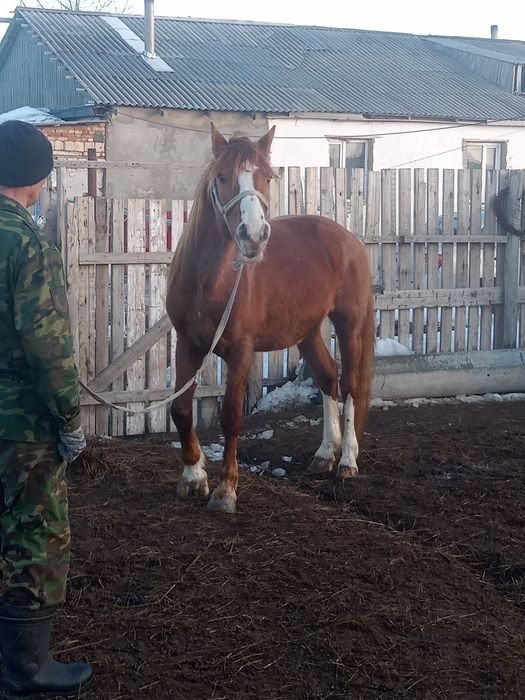 Айғыр сатылады, жеті жасар