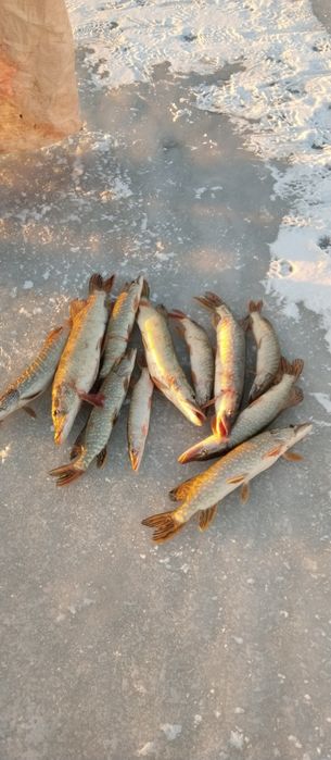 В продаже живец плотва.