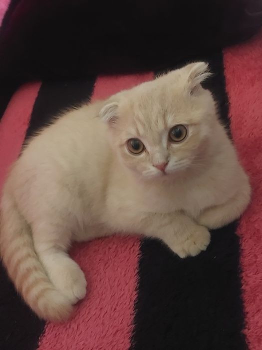 Scottish fold mushuk