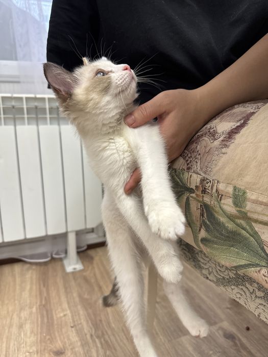 Отдаем в хорошие руки