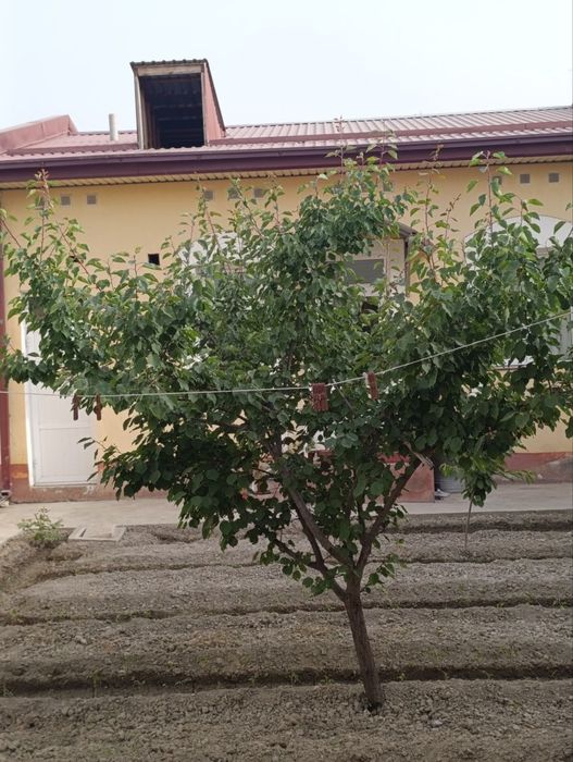 2 сотихли катеж сотилади