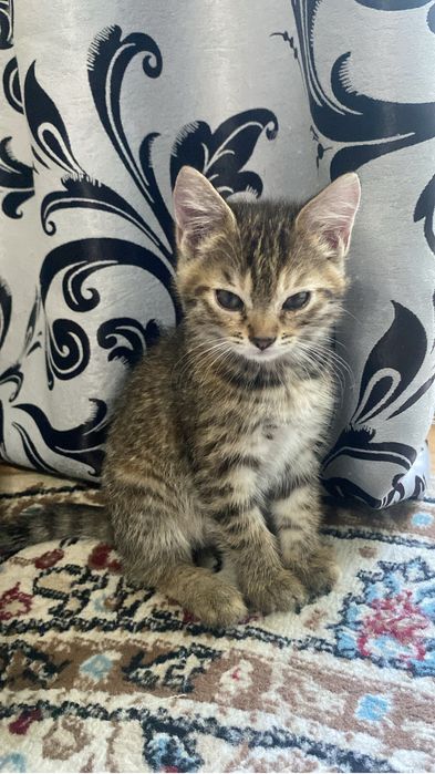 Отдаю котенка бесплатно