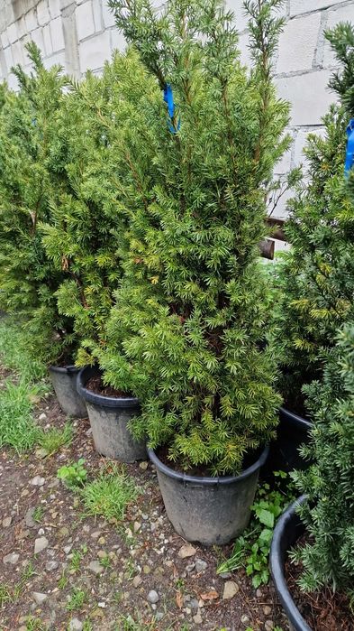 Taxus Calitate Superioara Oferim Transport Oriunde in tara