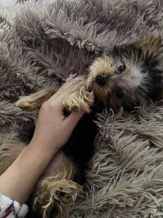 Йоркширски териер