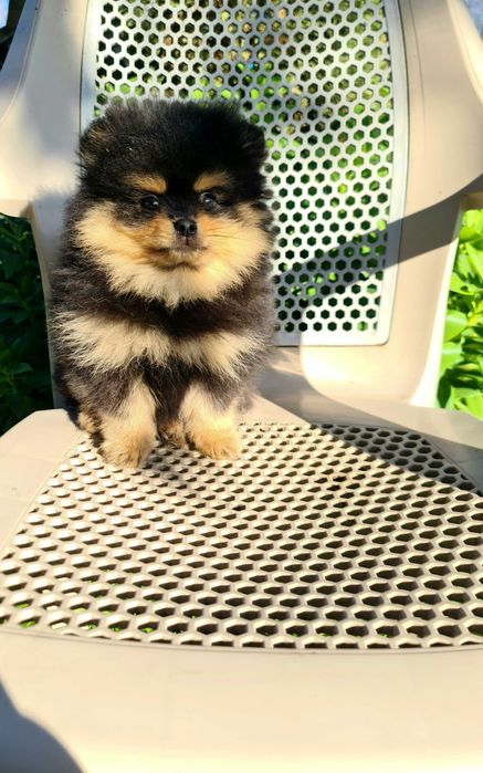 Померан померан.