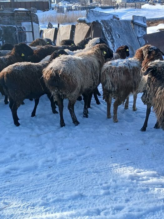 Қошқар 1 жасар. Кошкар 1 год