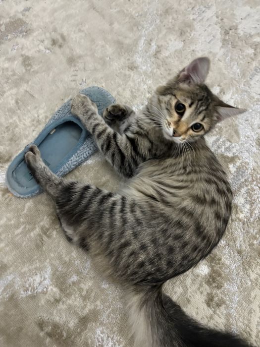 Пропала кошка 24