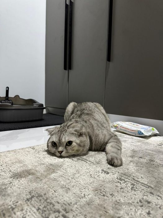 Котик мальчик в хорошие добрые руки