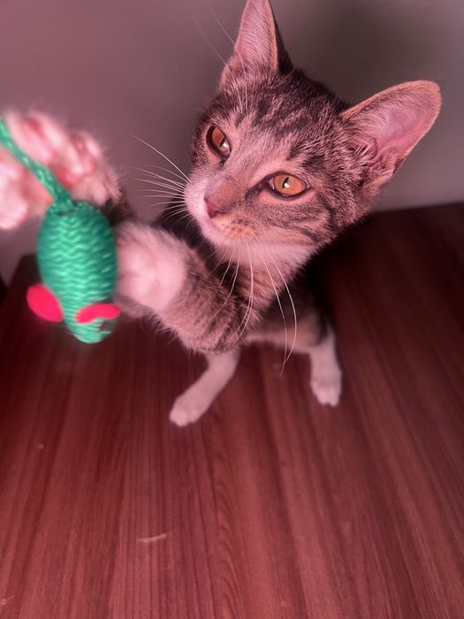Котёнок ищет добрый дом