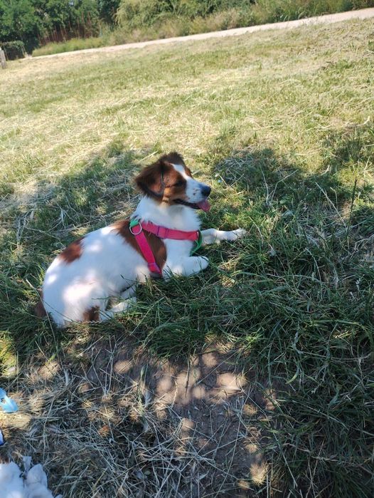 Fetița spre adopție