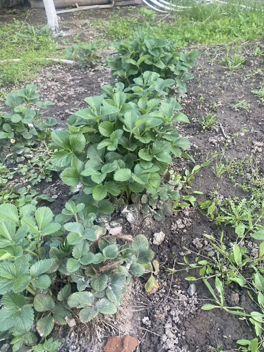 Клубника, саженцы