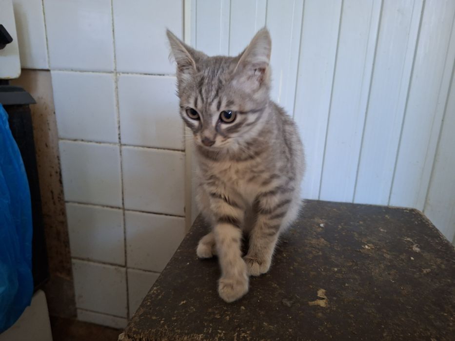 Отдам в добрые руки котят