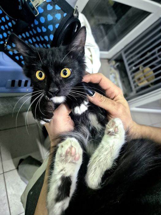 Милый котик ищет доброго человека!