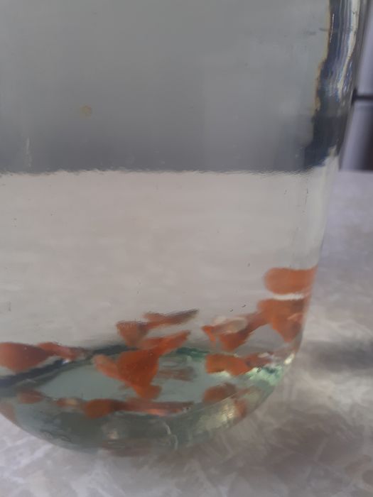 Продам рыбок! Гуппи.