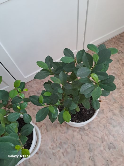 Продам цветы 2 шт