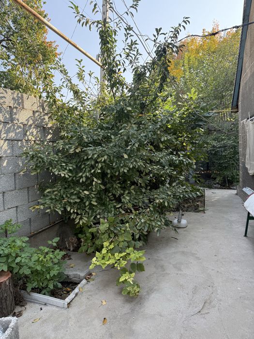 Продается дача, Кайнар булак