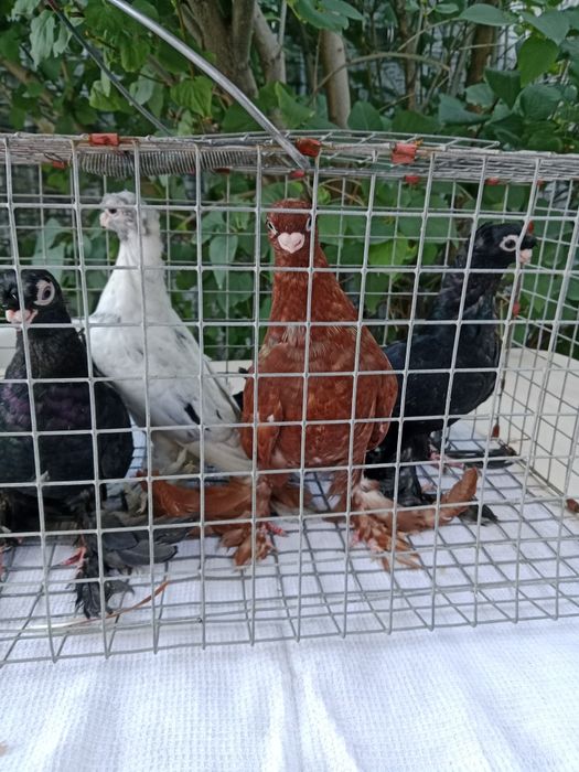 Продам малоносых голубей