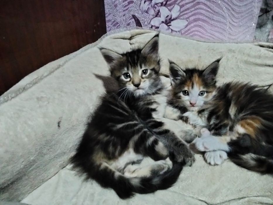 Котята Мейн-куна девочки