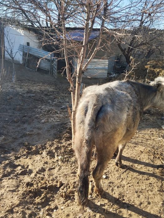 Буаз сиыр сатылады