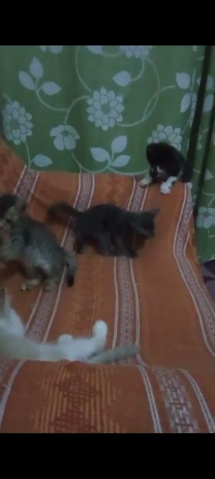 Катята ест мальчики