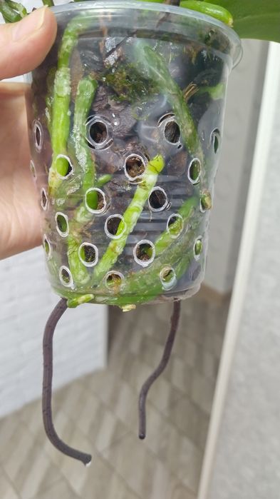 Продам орхидею фаленопсис.