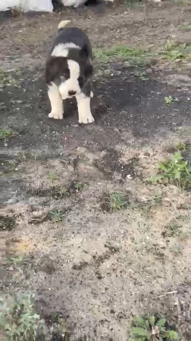 Продаётся алабай 1месяц