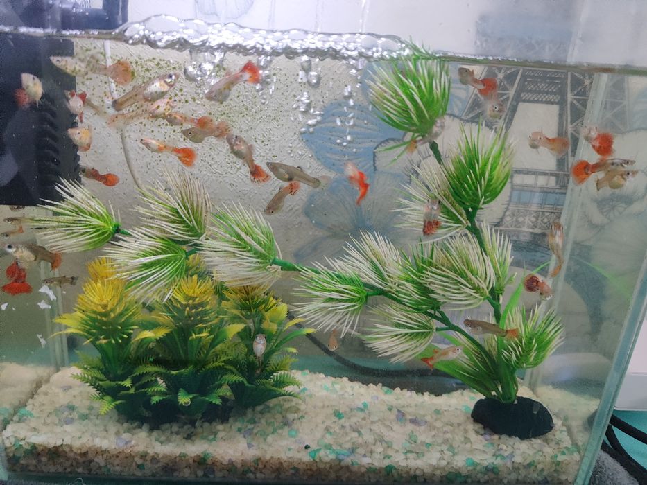 Продам рыбок гупешки