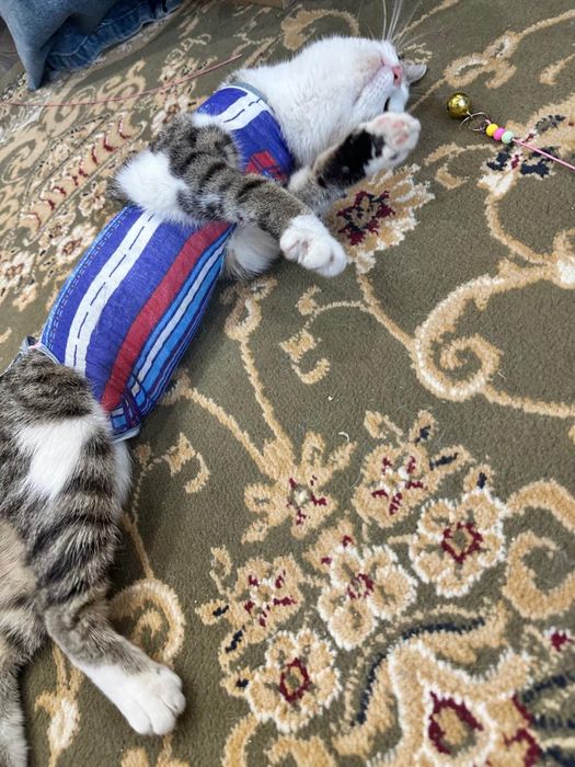 Котенок девочка! Стерилизована.
