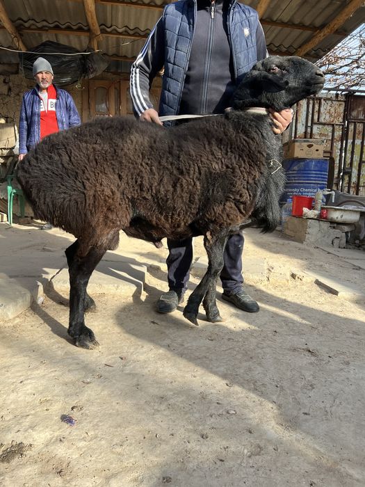 Qochqor Jaydari 3 ta kotta bor