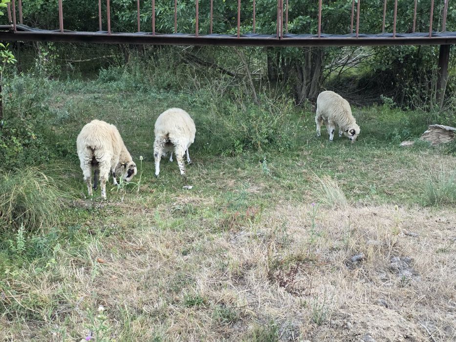 Vand oi și capre